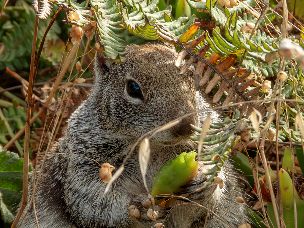 Secret Snack