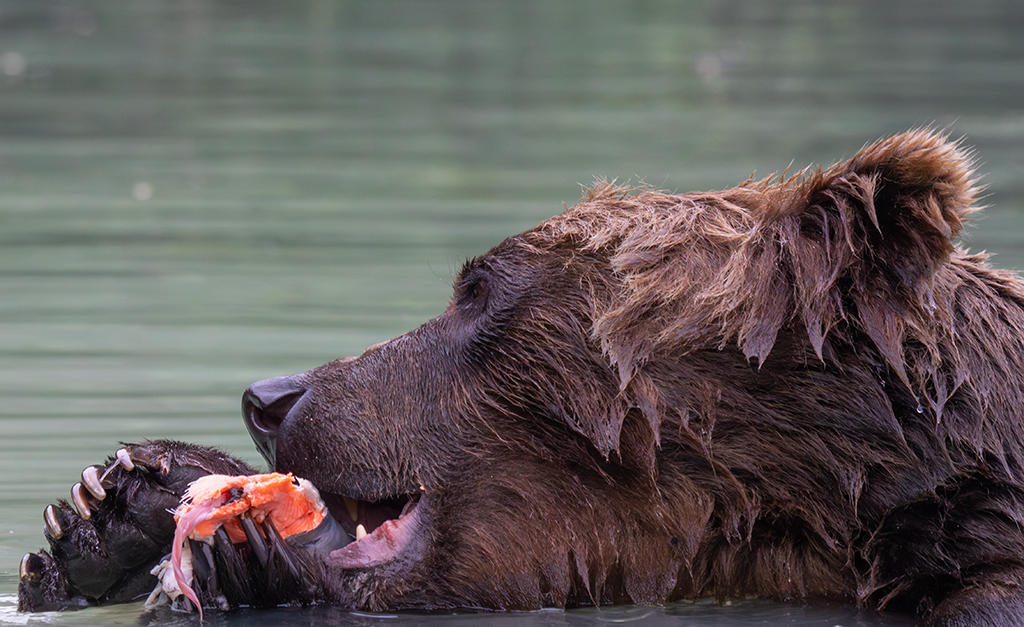 Caviar  by Darcy Quimby