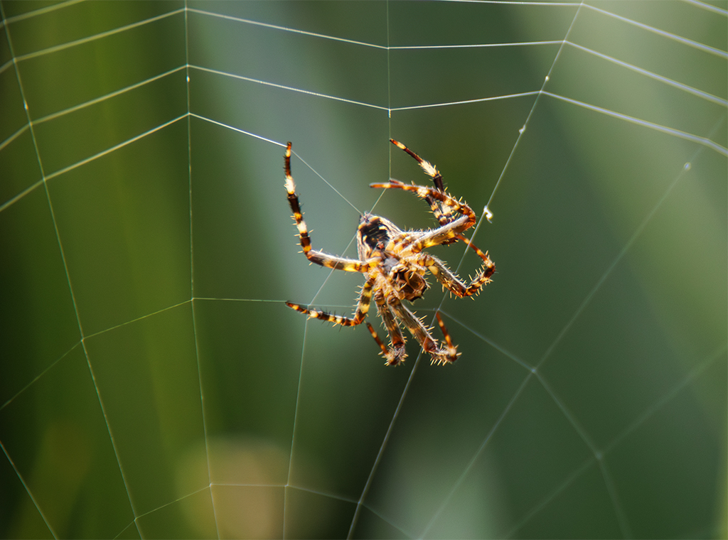 Dreamweaver by Darcy Quimby