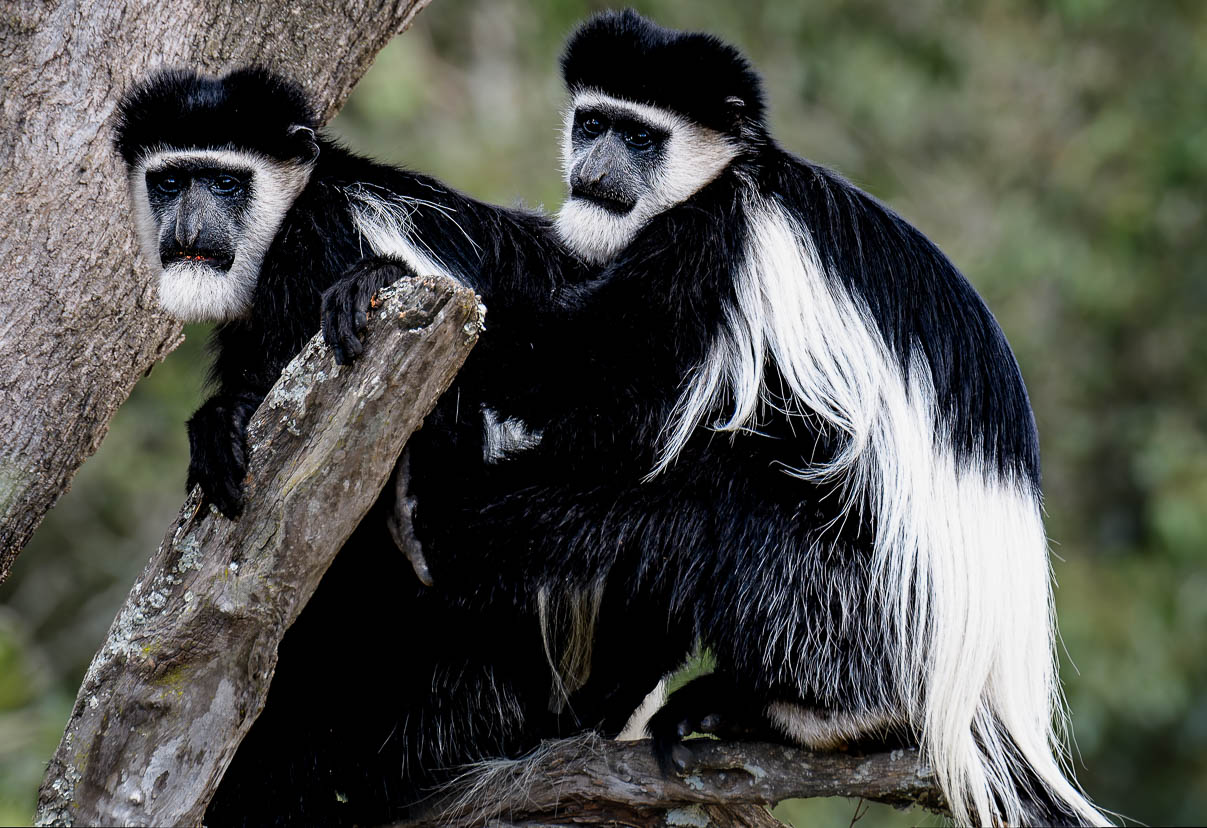 Colobus Monkeys in a tree by Howard Frank