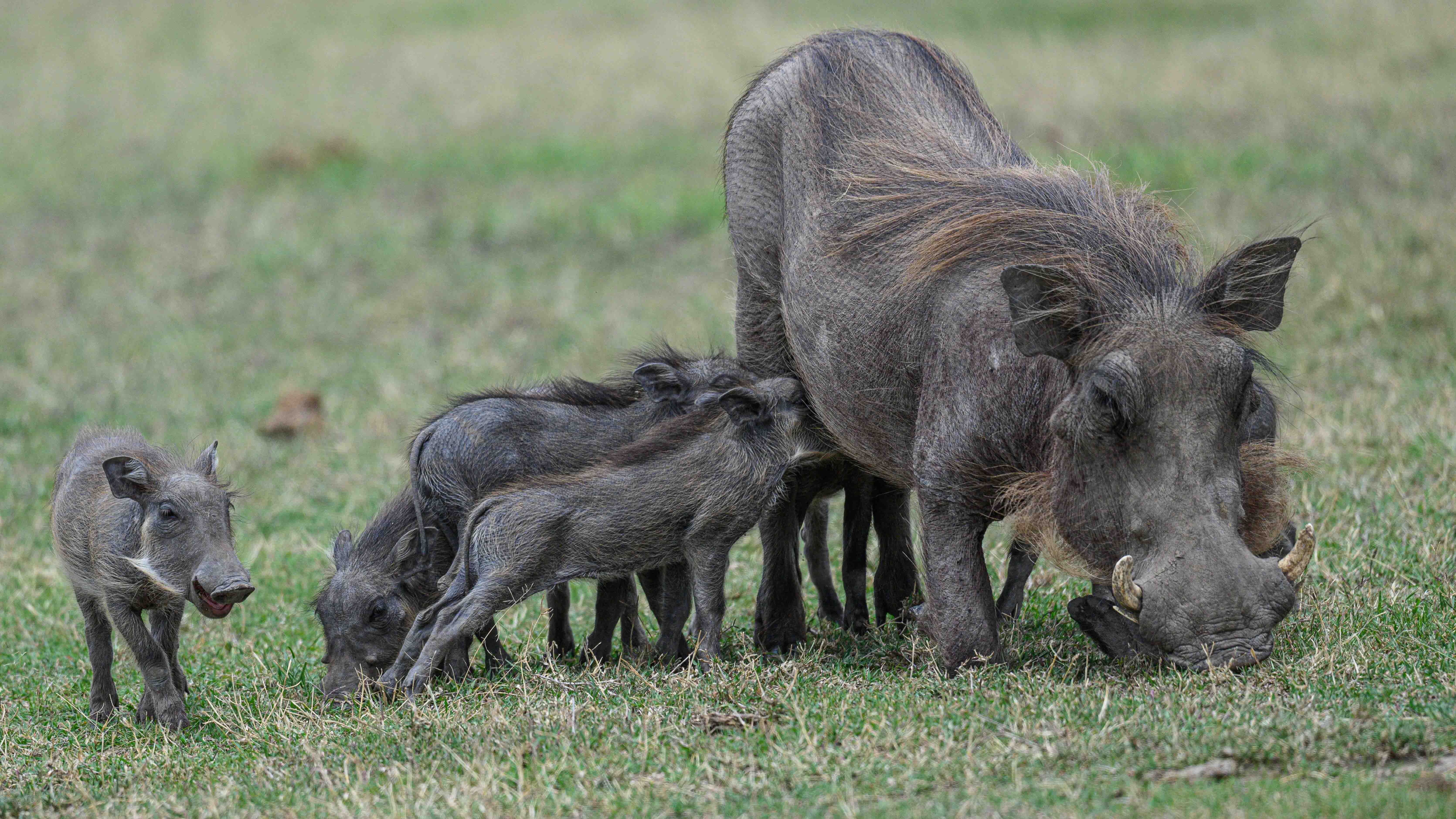 Warthog mom with its piglets by Howard Frank