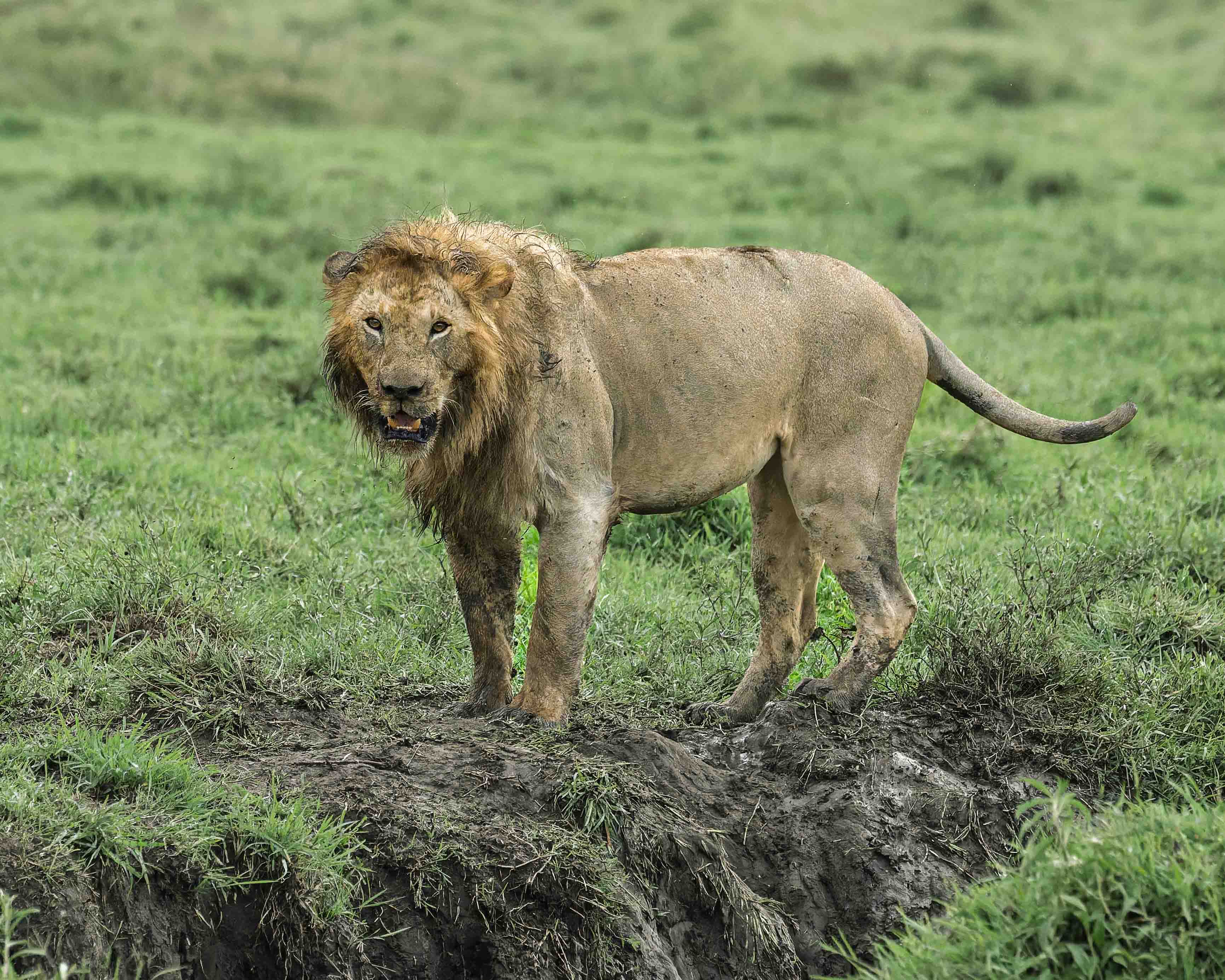 Seen better days. by Howard Frank