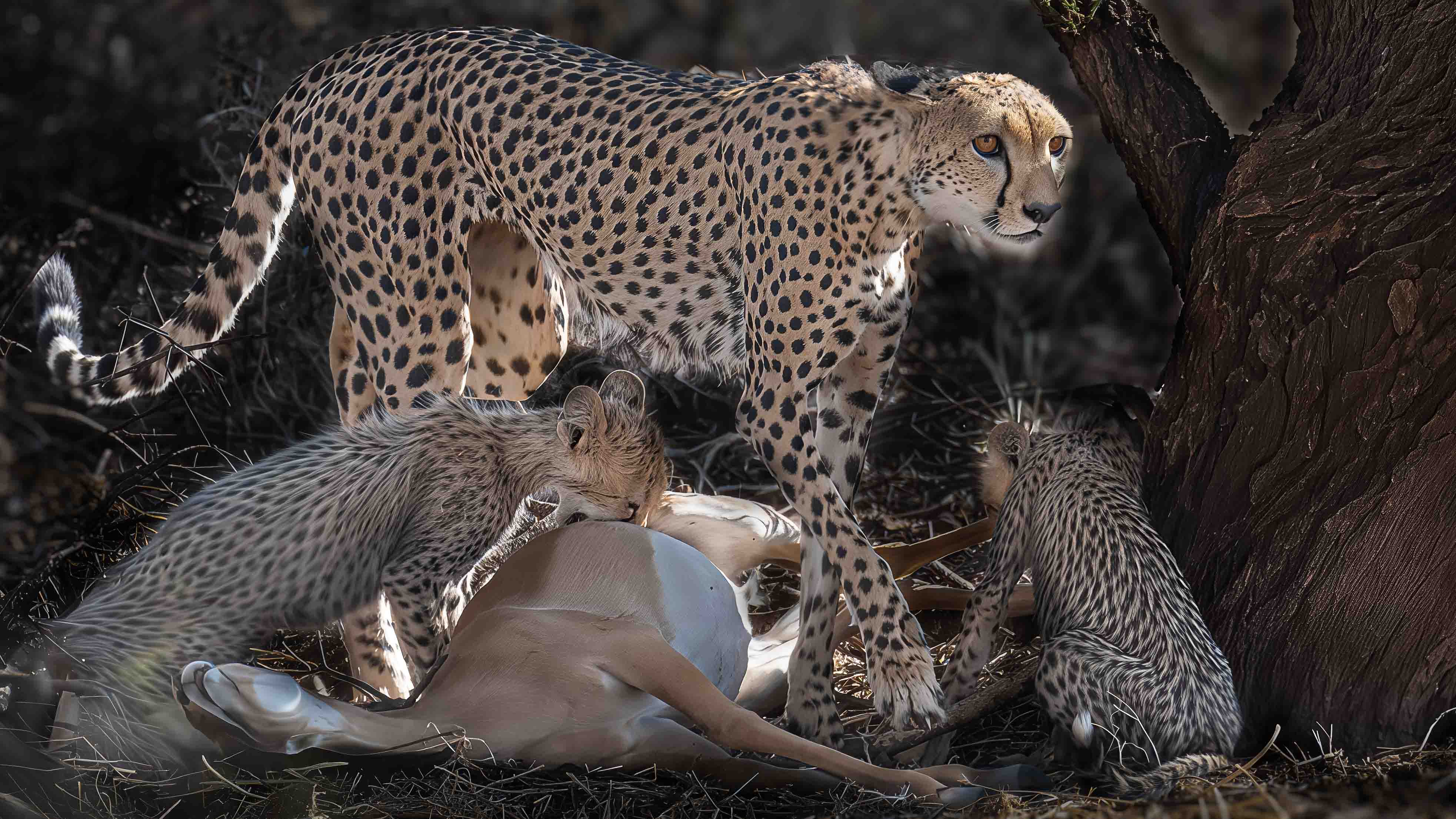 cheetahs feeding by Howard Frank