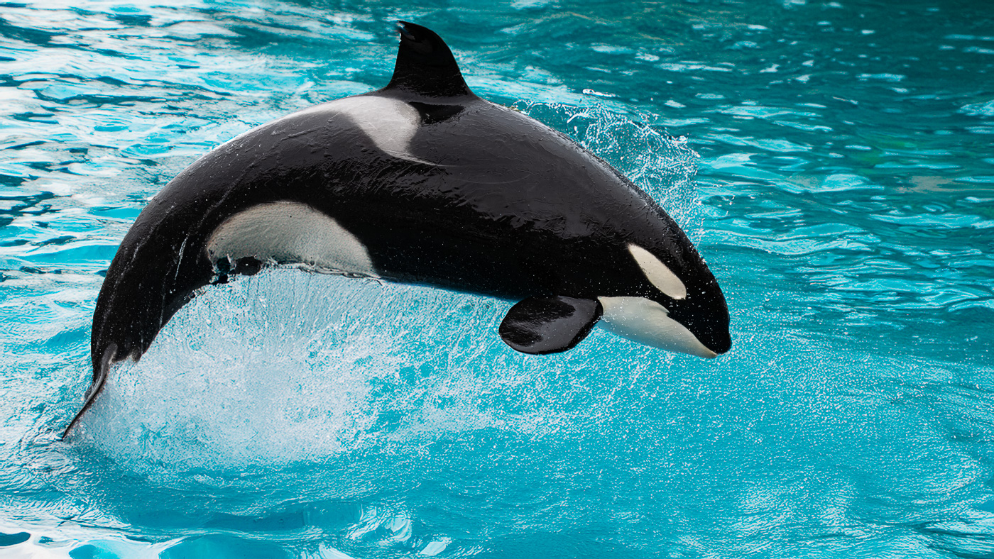 Jumping Orca
