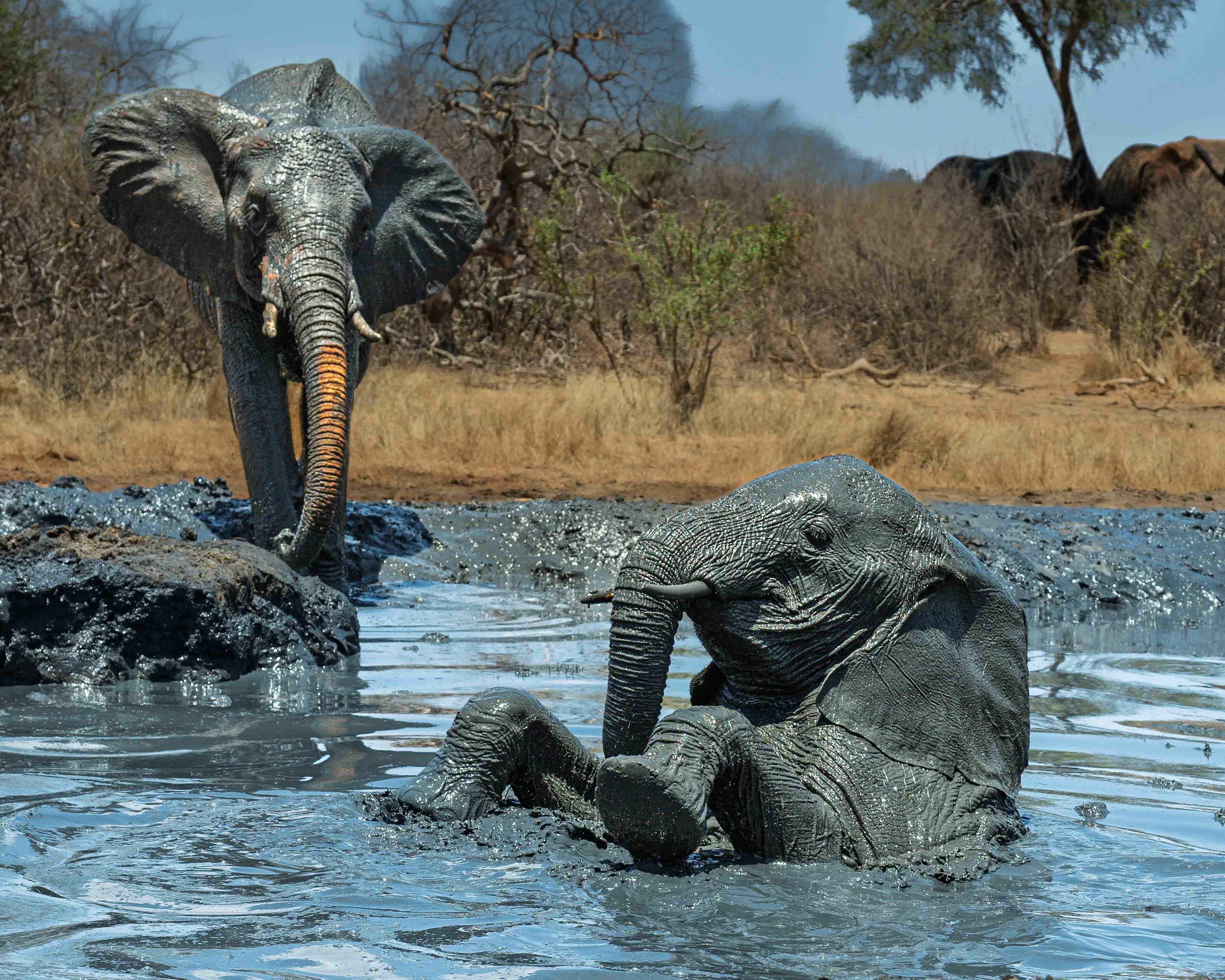 Elephants mud bath by Howard Frank