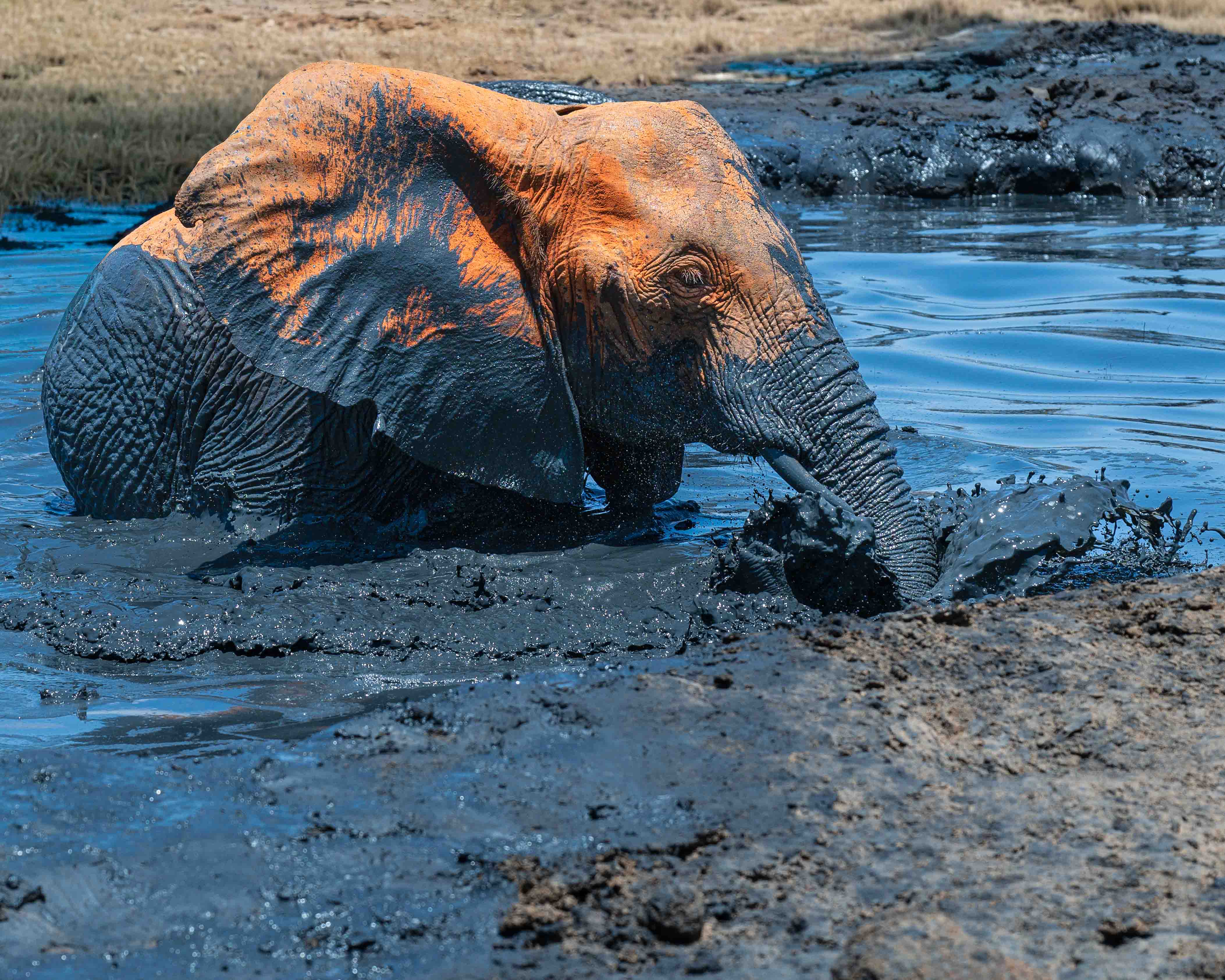 enjoying a mud bath