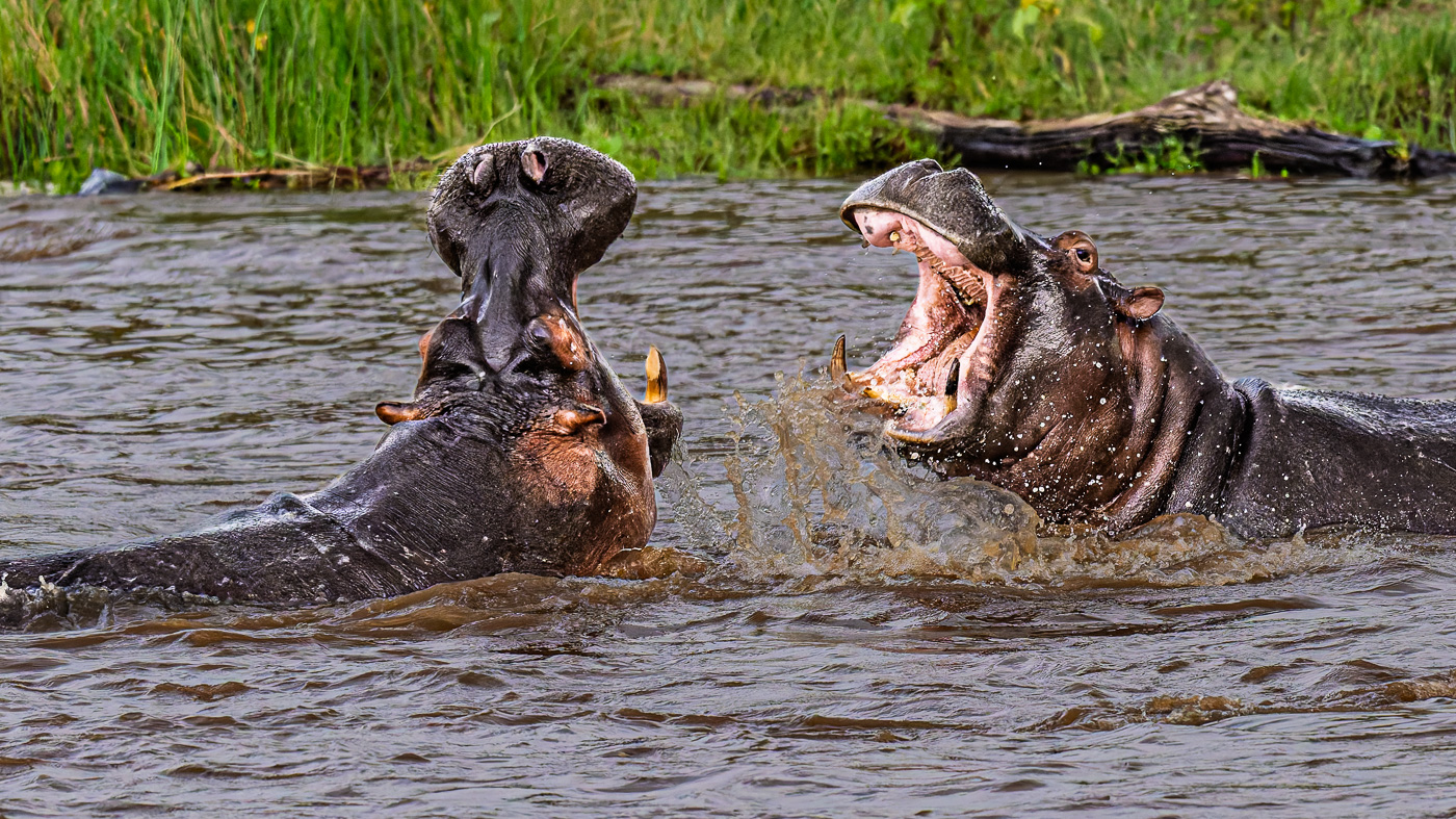 Hippos fighting by Howard Frank