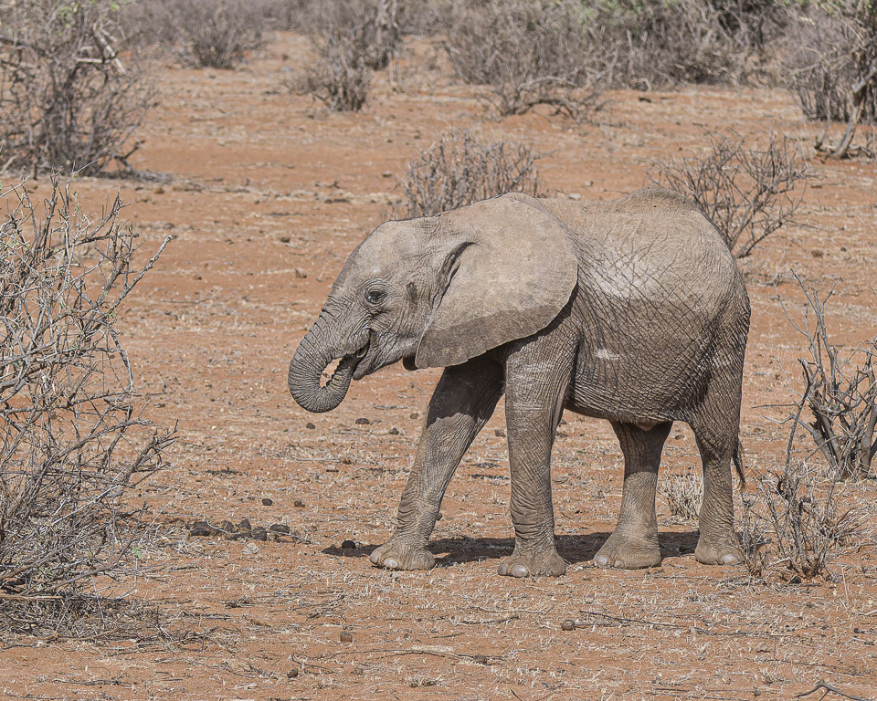 Baby Elephant eating by Howard Frank