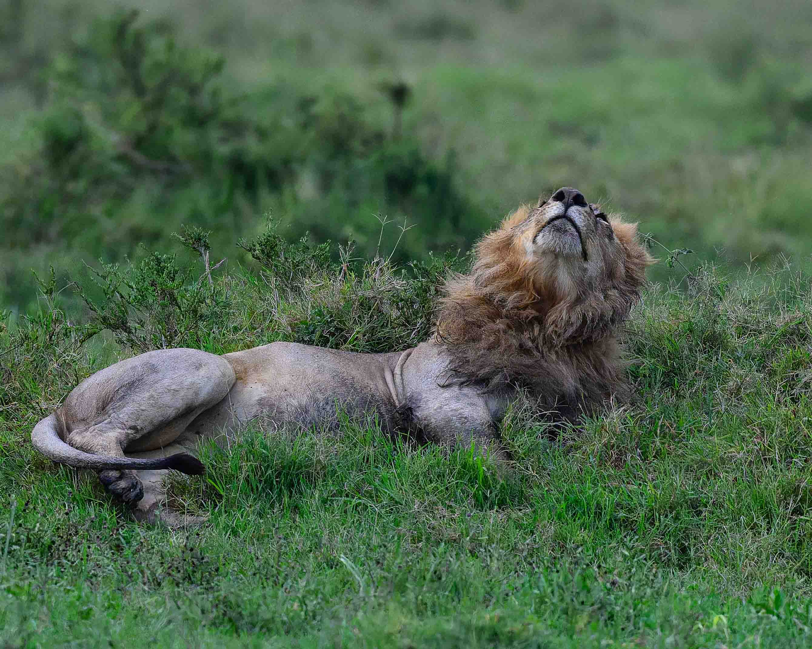 What is he looking at? by Howard Frank