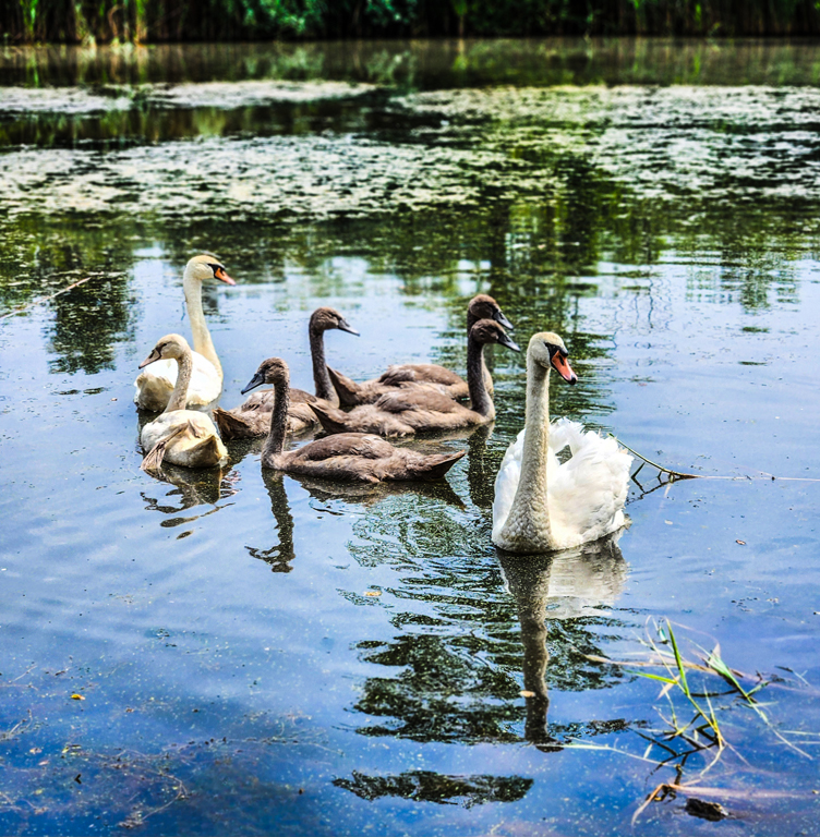 Swan Family by Janina Lanning-Krach