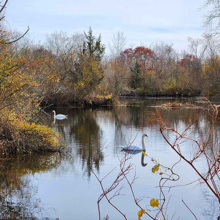 sWAN lAKE by Janina Lanning-Krach