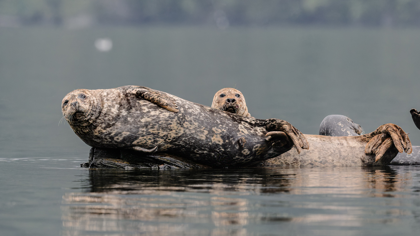 Harbor Seal Haulout by James Nelson