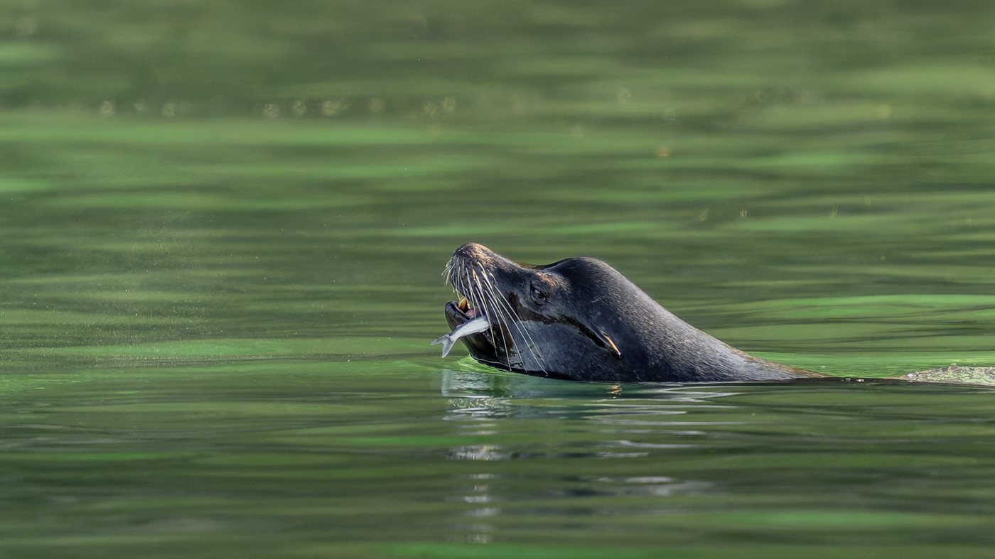 Sea Lion with Smelt by James Nelson