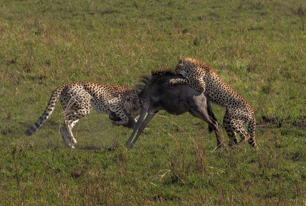 Feasting by Luiz Paulo Grinberg