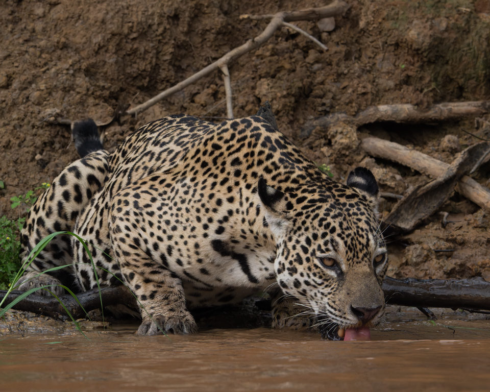 Thirst