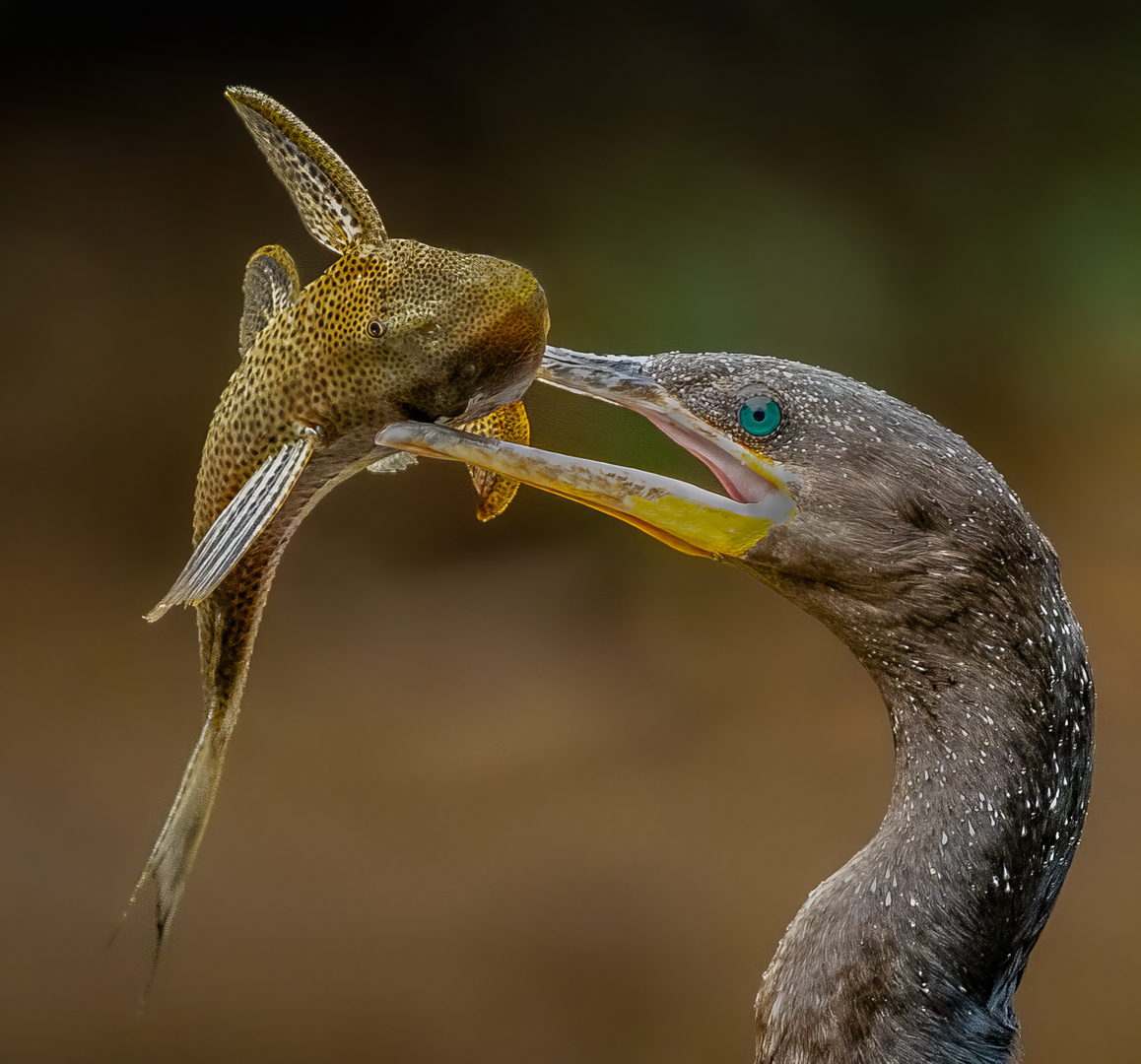 You Had Me at Hello  by Debbie Porter