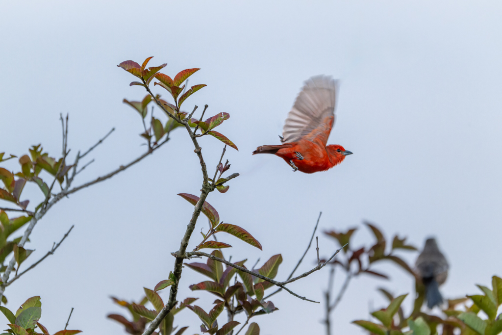Hepatic Tanager