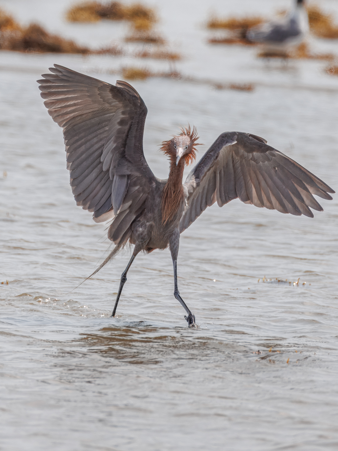 Reddish Egret