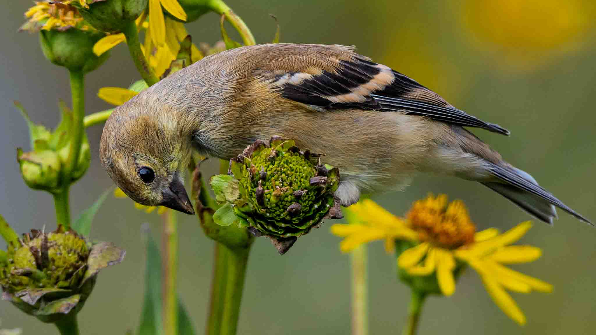 having a snack by Howard Frank