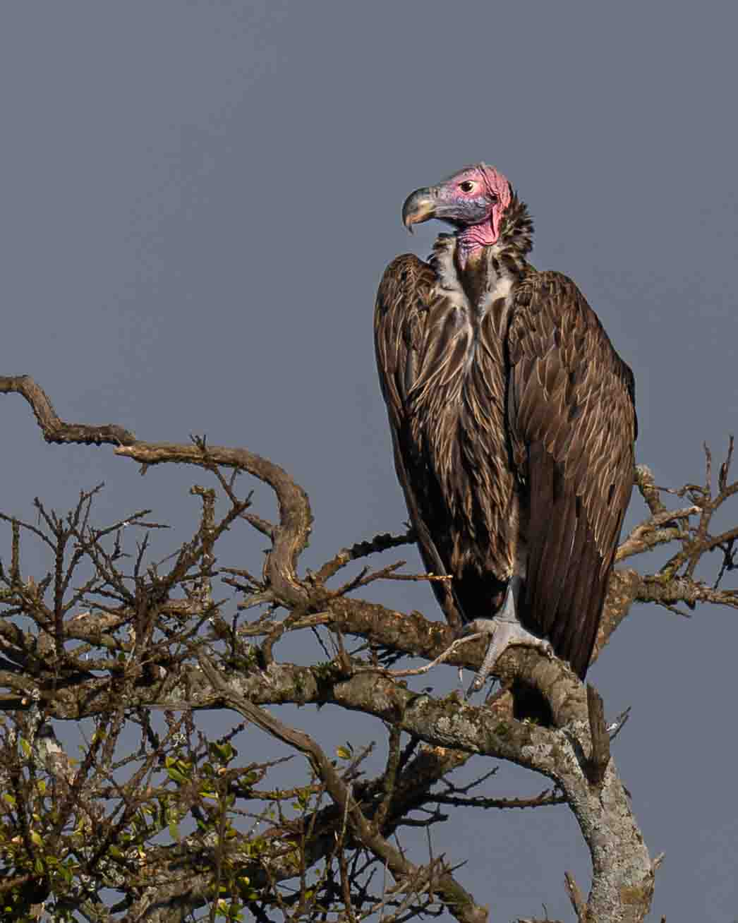 I’m so pretty by Howard Frank