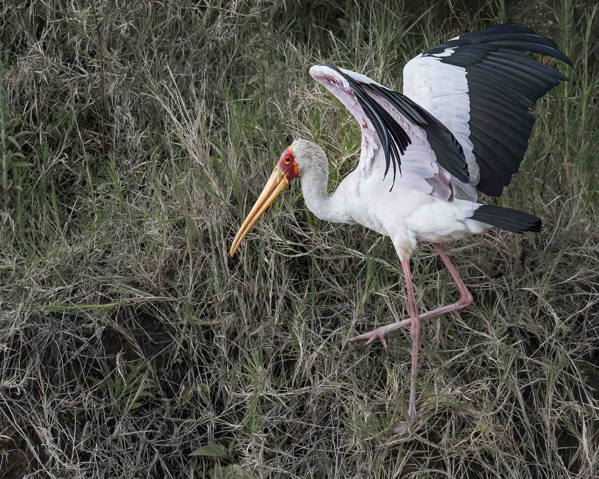 Searching for lunch by Howard Frank