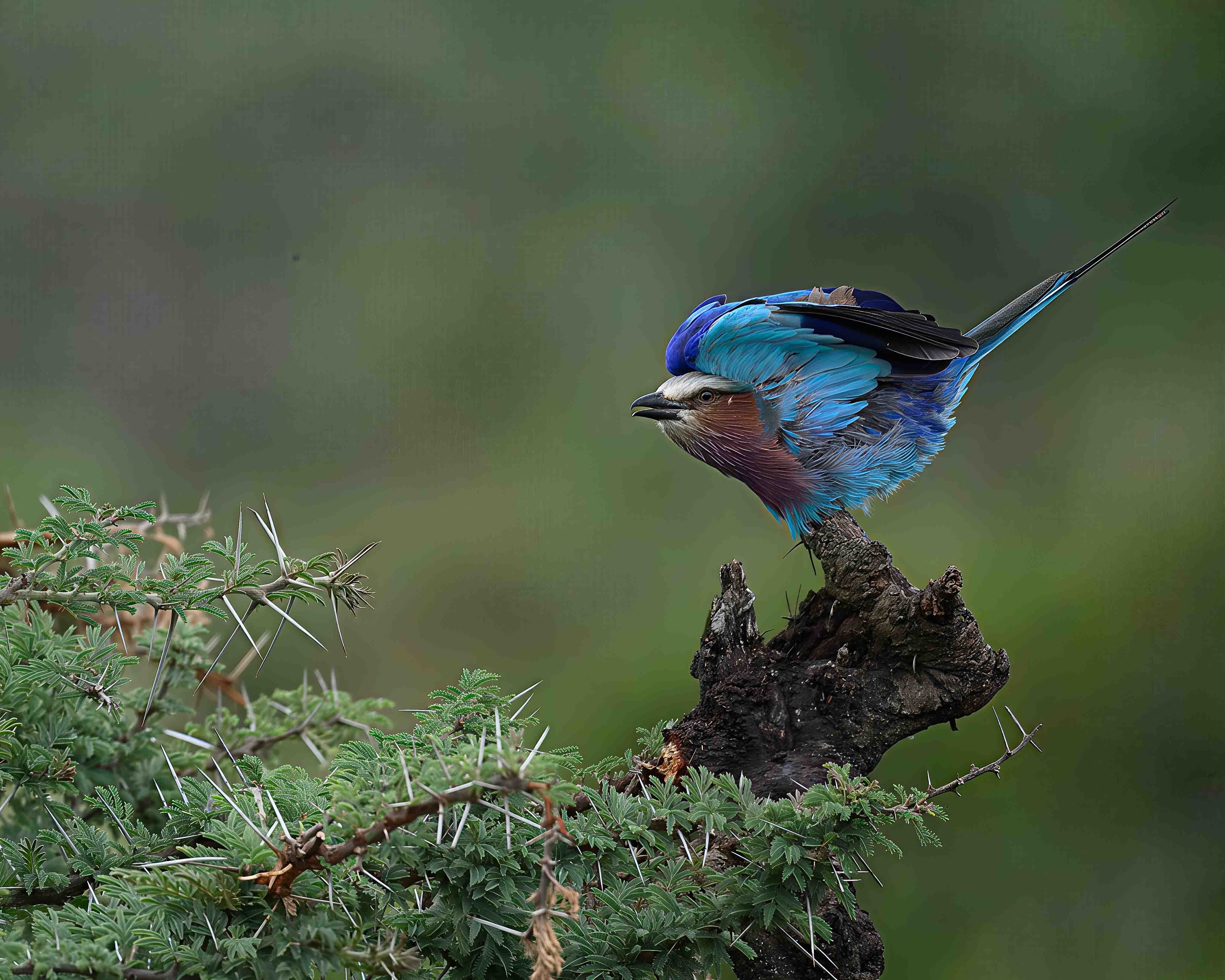 Bird in flight by Howard Frank