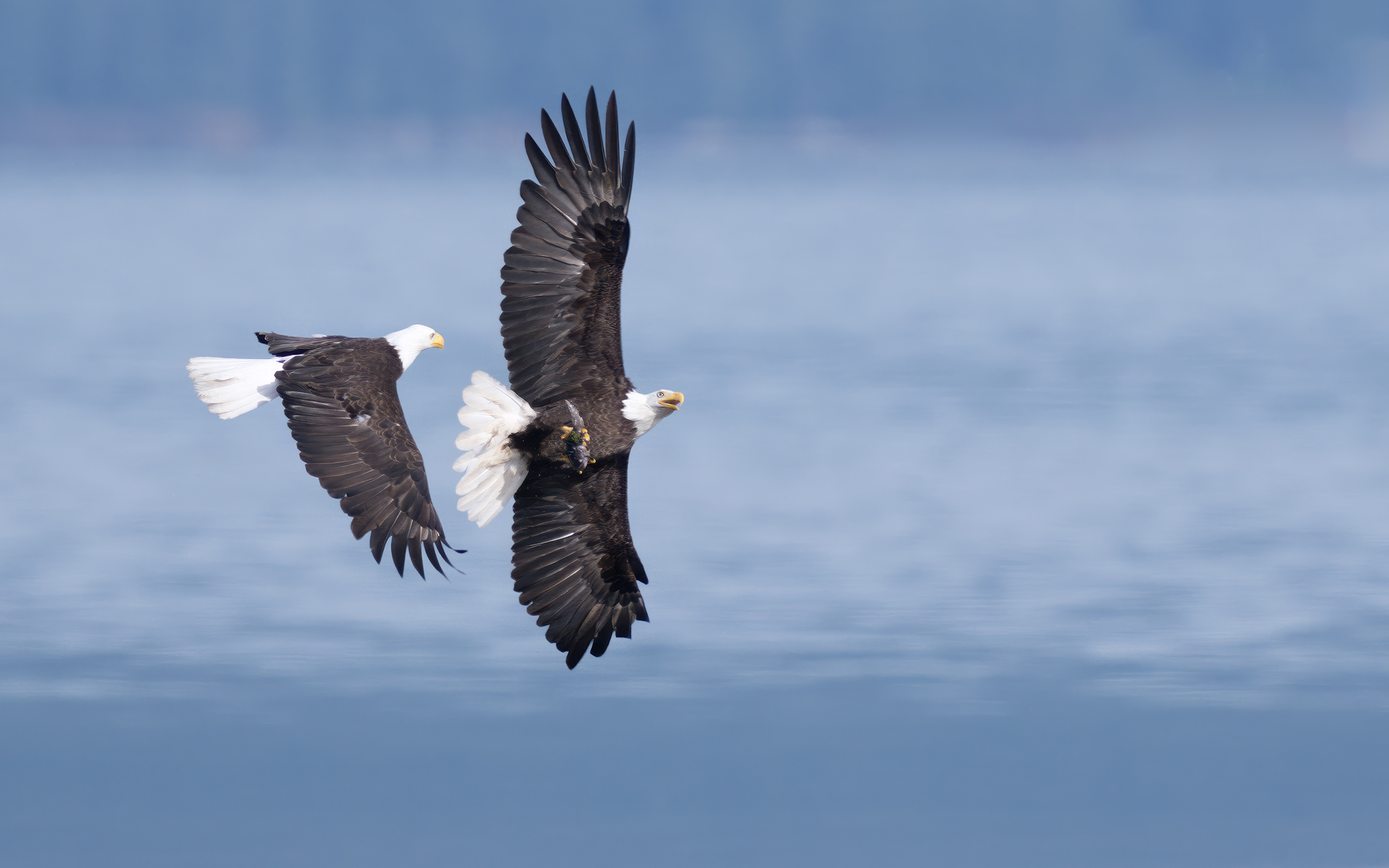 Arial Combat by James Nelson