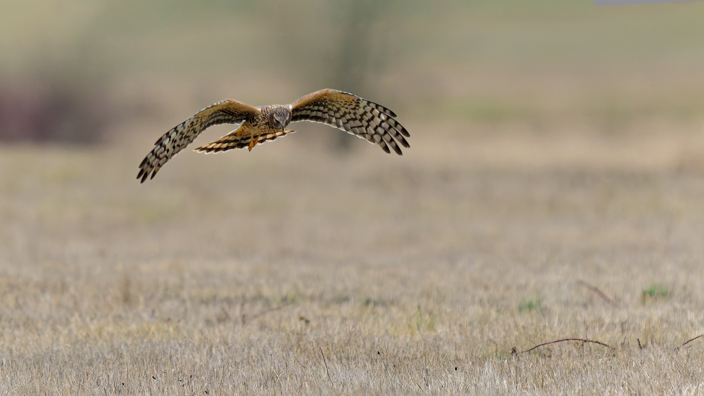 Eyes on the Prize by James Nelson