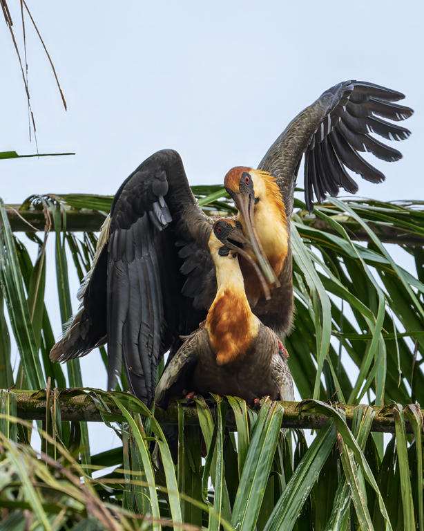 Buff Necked Ibis Mating by Lillian Roberts