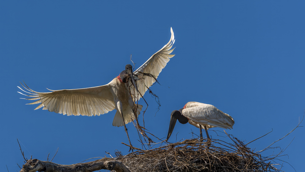 Jabiru Bringing Nest Material by Lillian Roberts