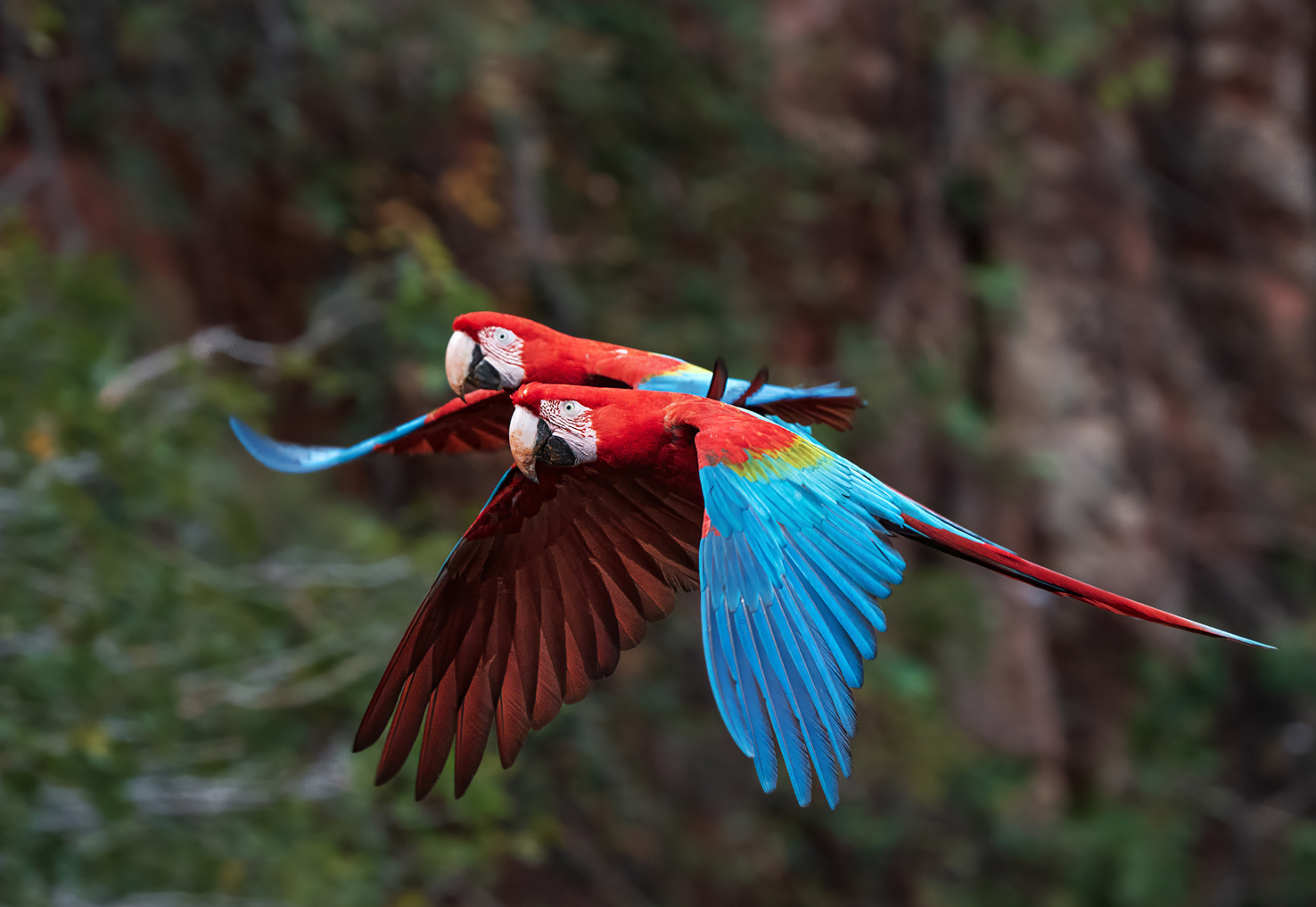 Macaw Pair in Flight by Lillian Roberts