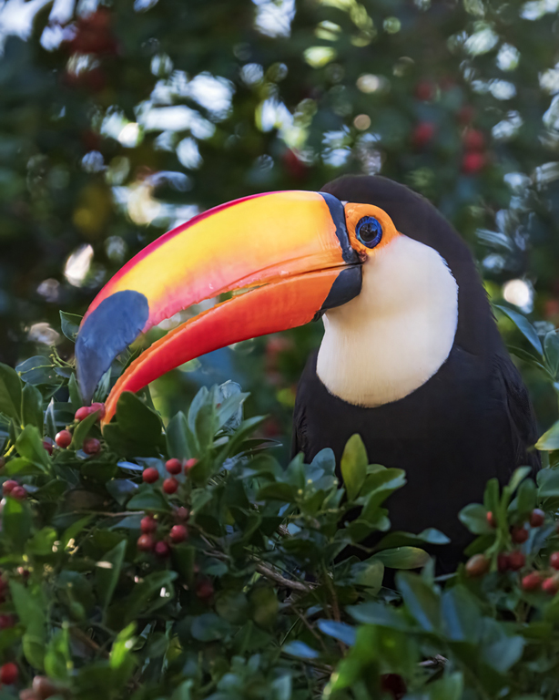 Toco Toucan Picks Berry by Lillian Roberts