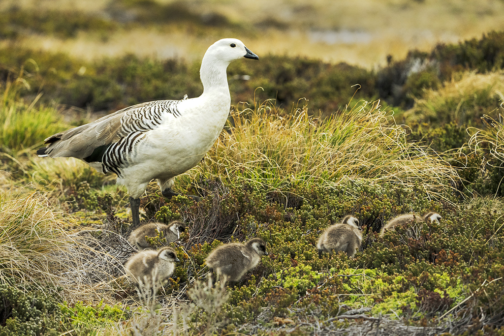 Upland Geese Chicks w Papa by Lillian Roberts