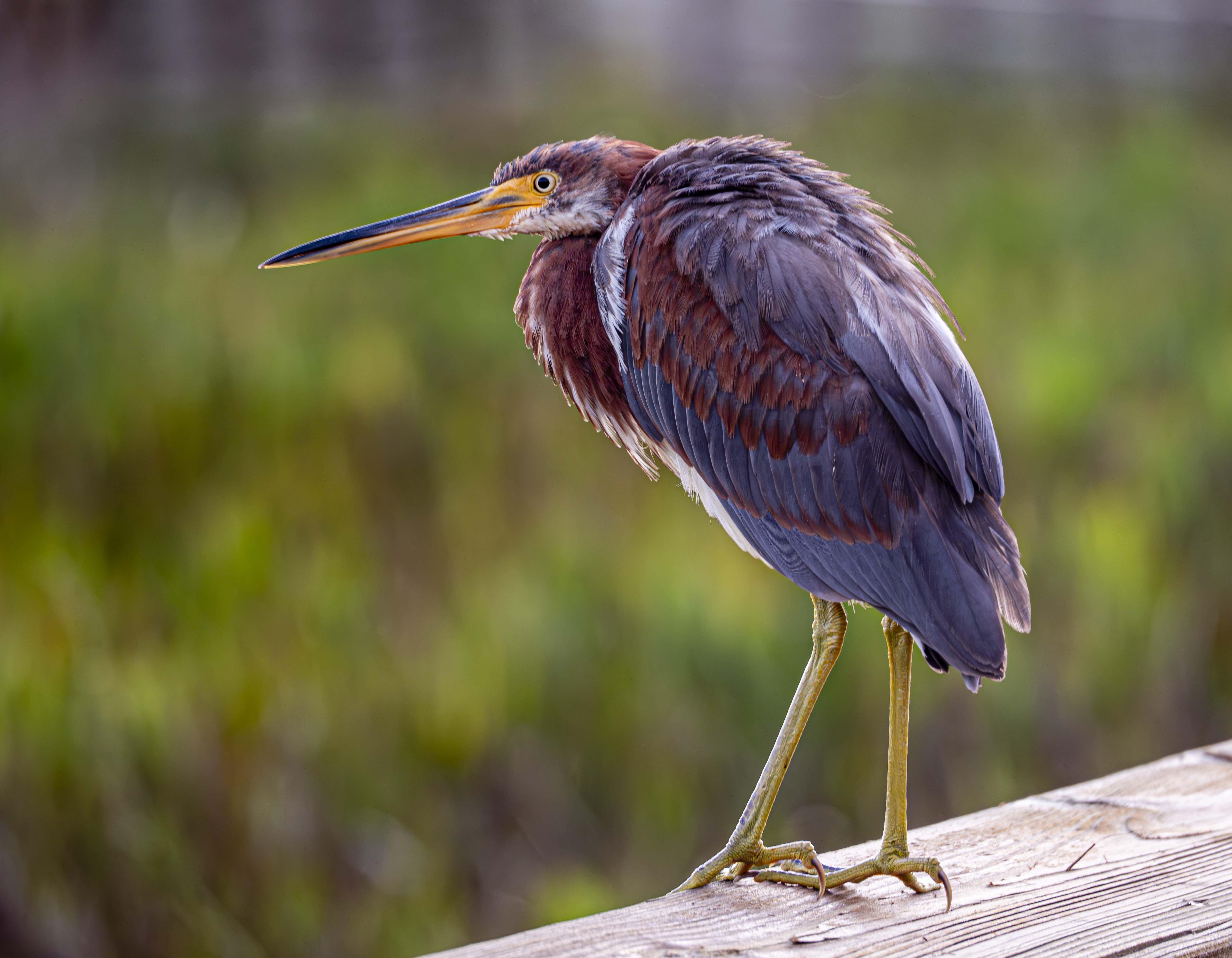 Green Caybird by Robert Klein