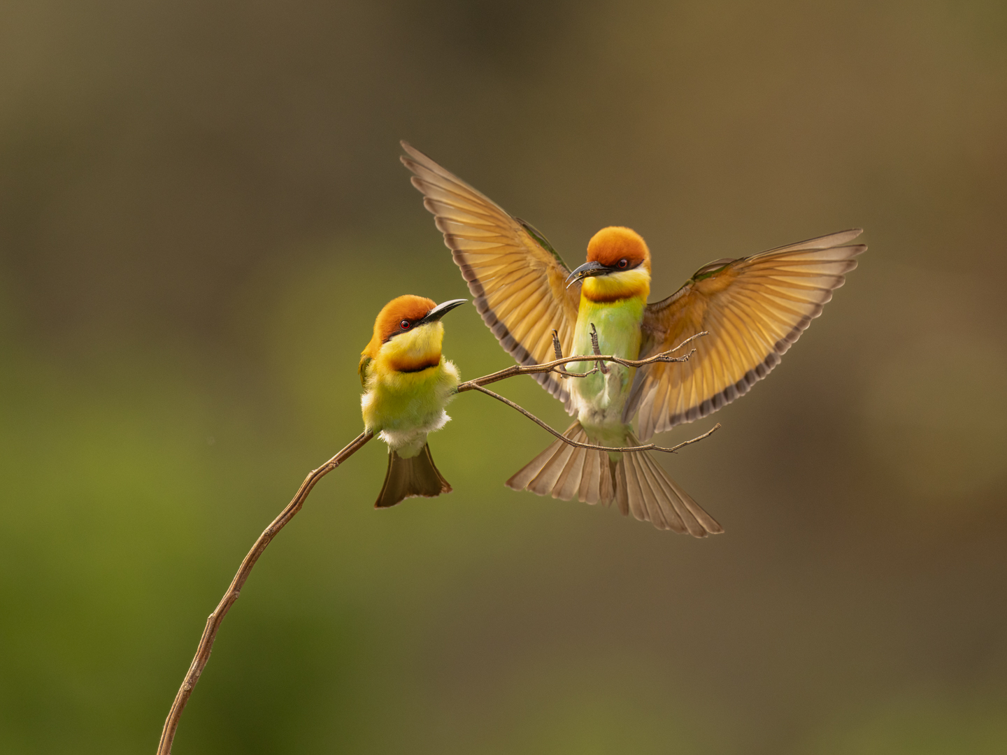 Bee-Eater- Look What I got for you by Raj Panandiker