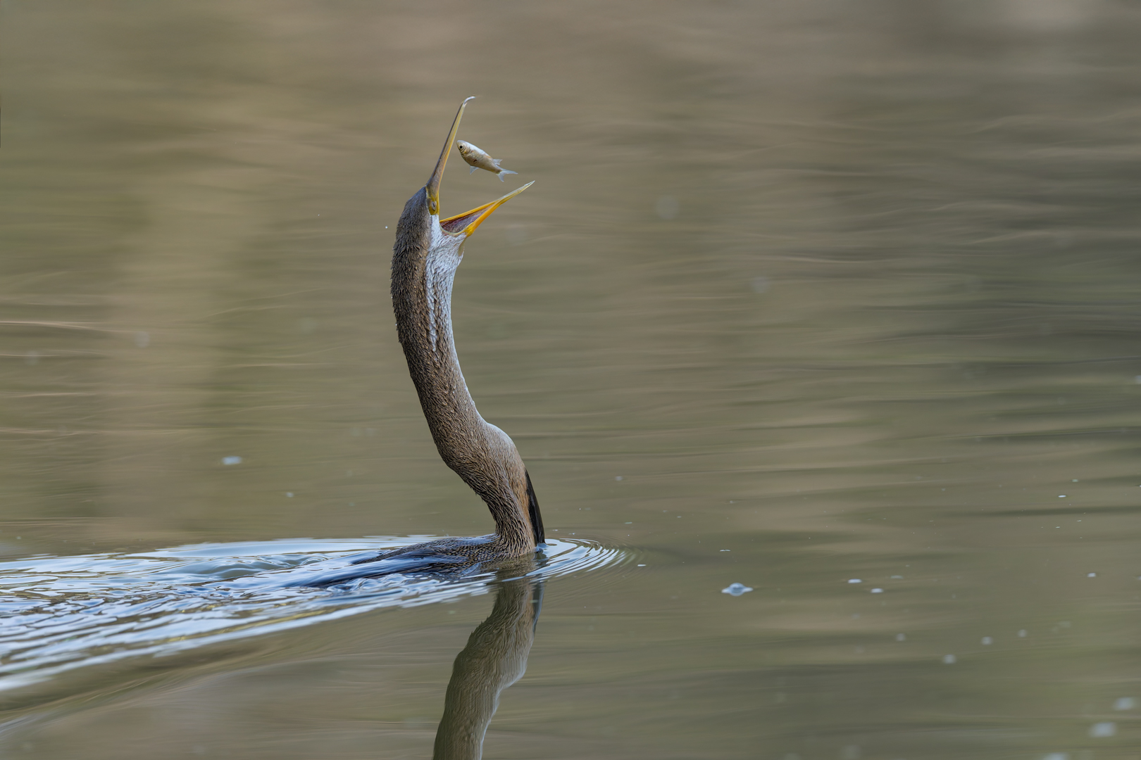 Darter with a Fish-Toss by Raj Panandiker