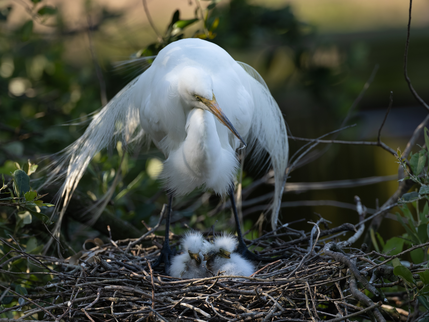 Egret with Newborn Chicks by Raj Panandiker