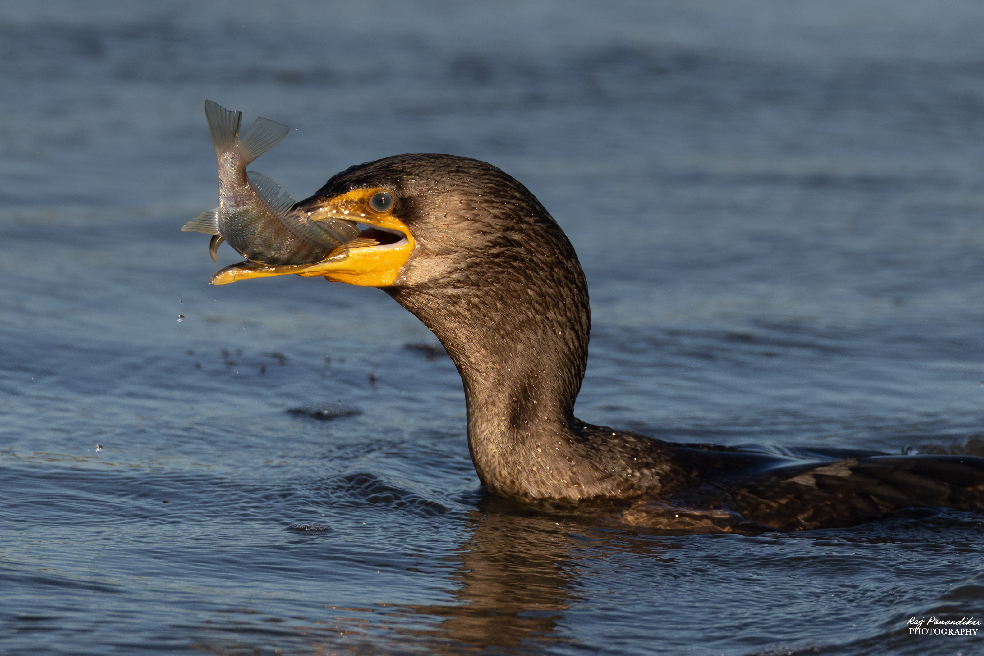 Cormorant Feeding Frenzy by Raj Panandiker