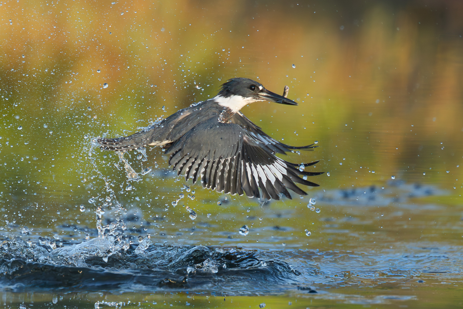 Kingfisher Emerging After the Dive by Raj Panandiker