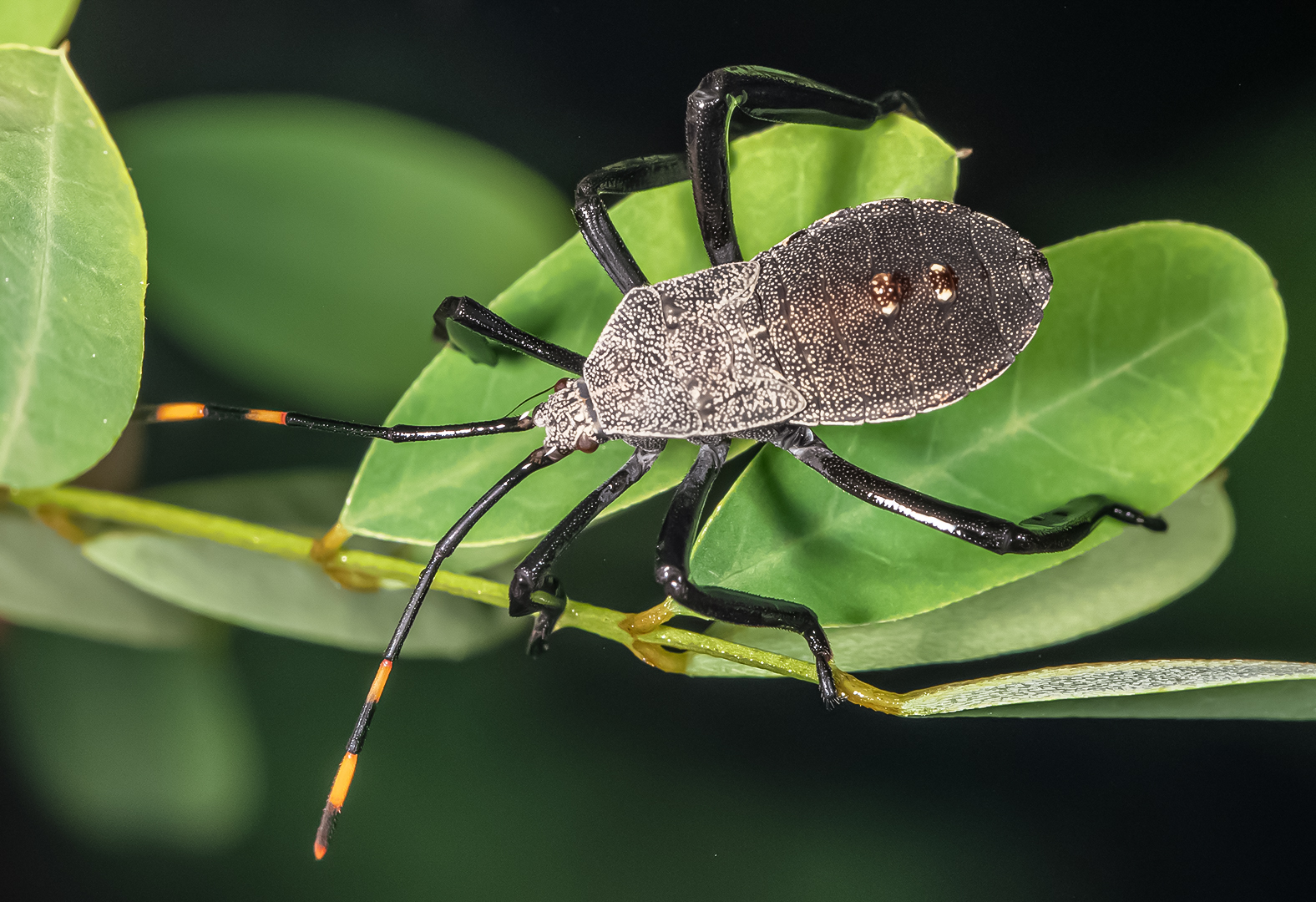 Potato Bug by Vivek Joshi