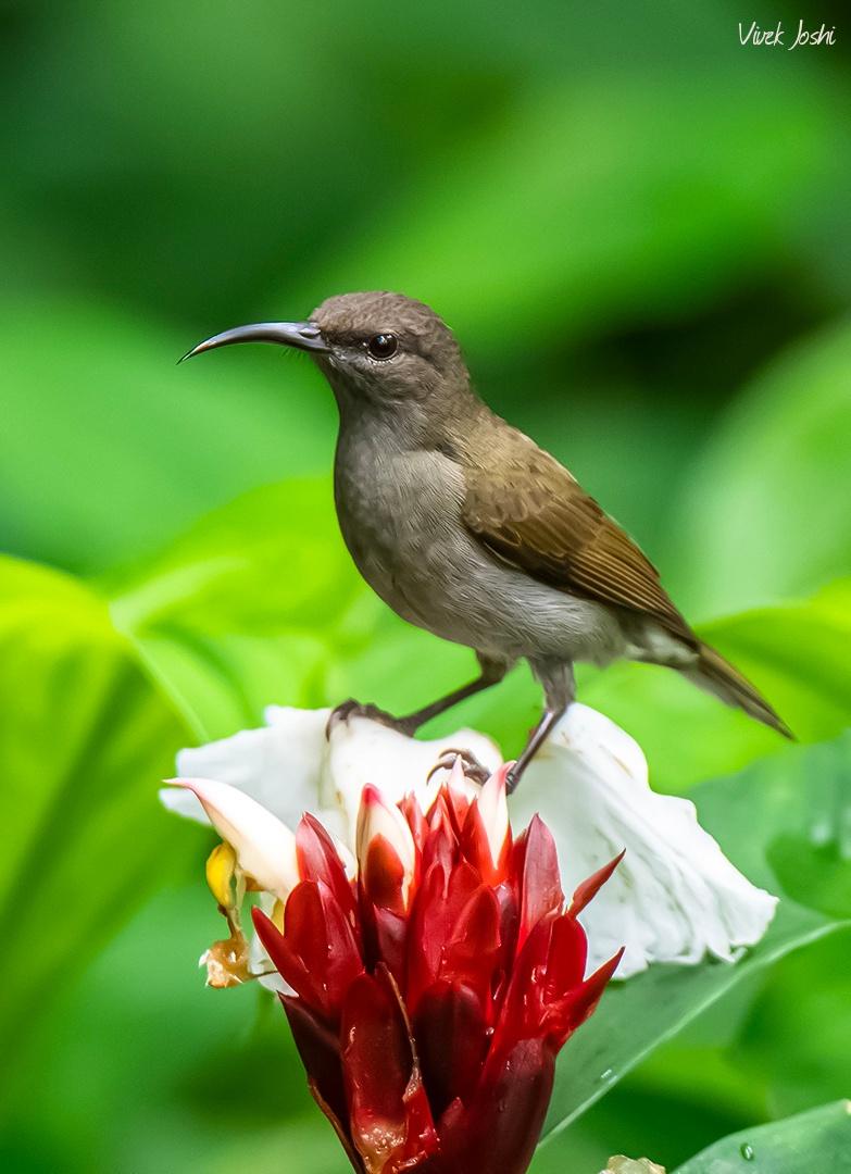 Sunbird - Female by Vivek Joshi