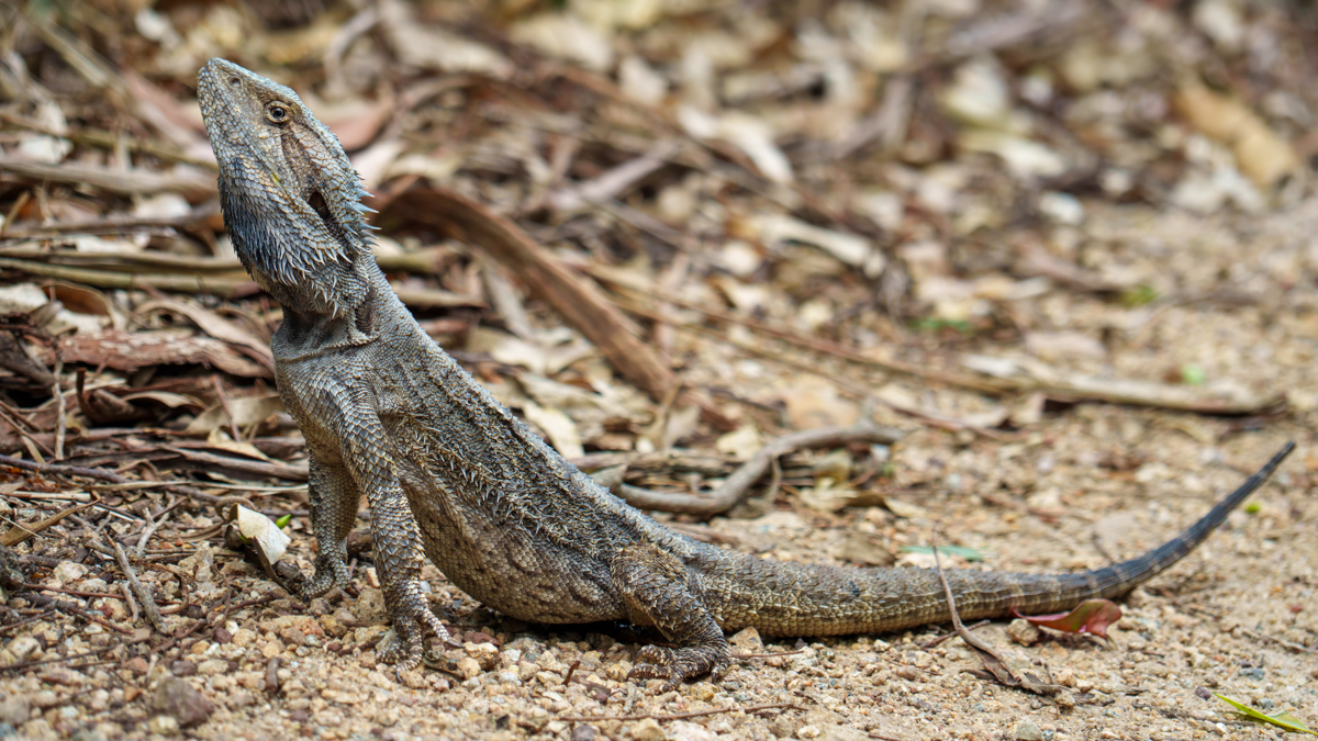 Bearded Dragon on alert by Graham Harris