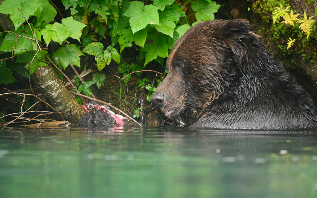 Salmon Lunch by James Nelson