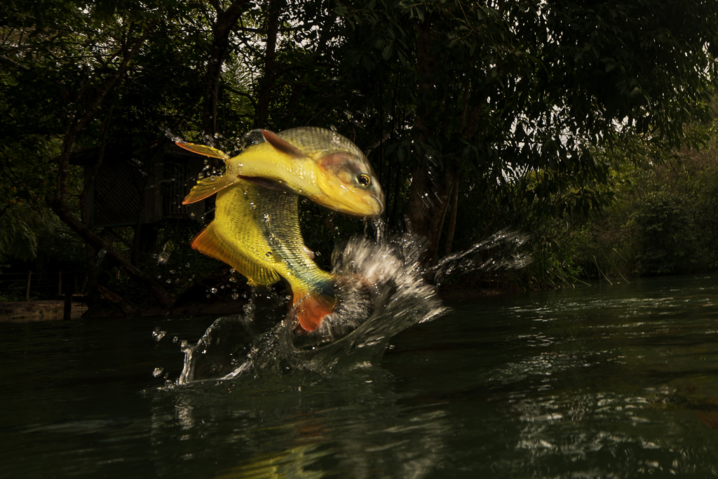 Fish Out of Water by Lillian Roberts