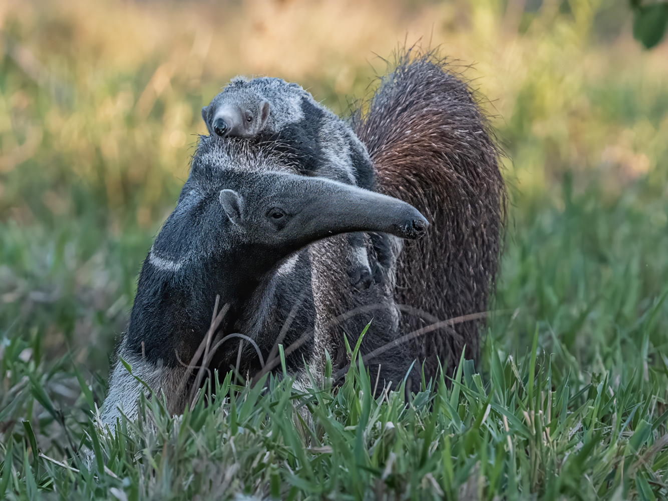 Giant Anteater Baby on Back by Lillian Roberts