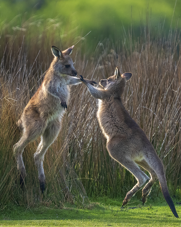 Young Roos Boxing by Lillian Roberts