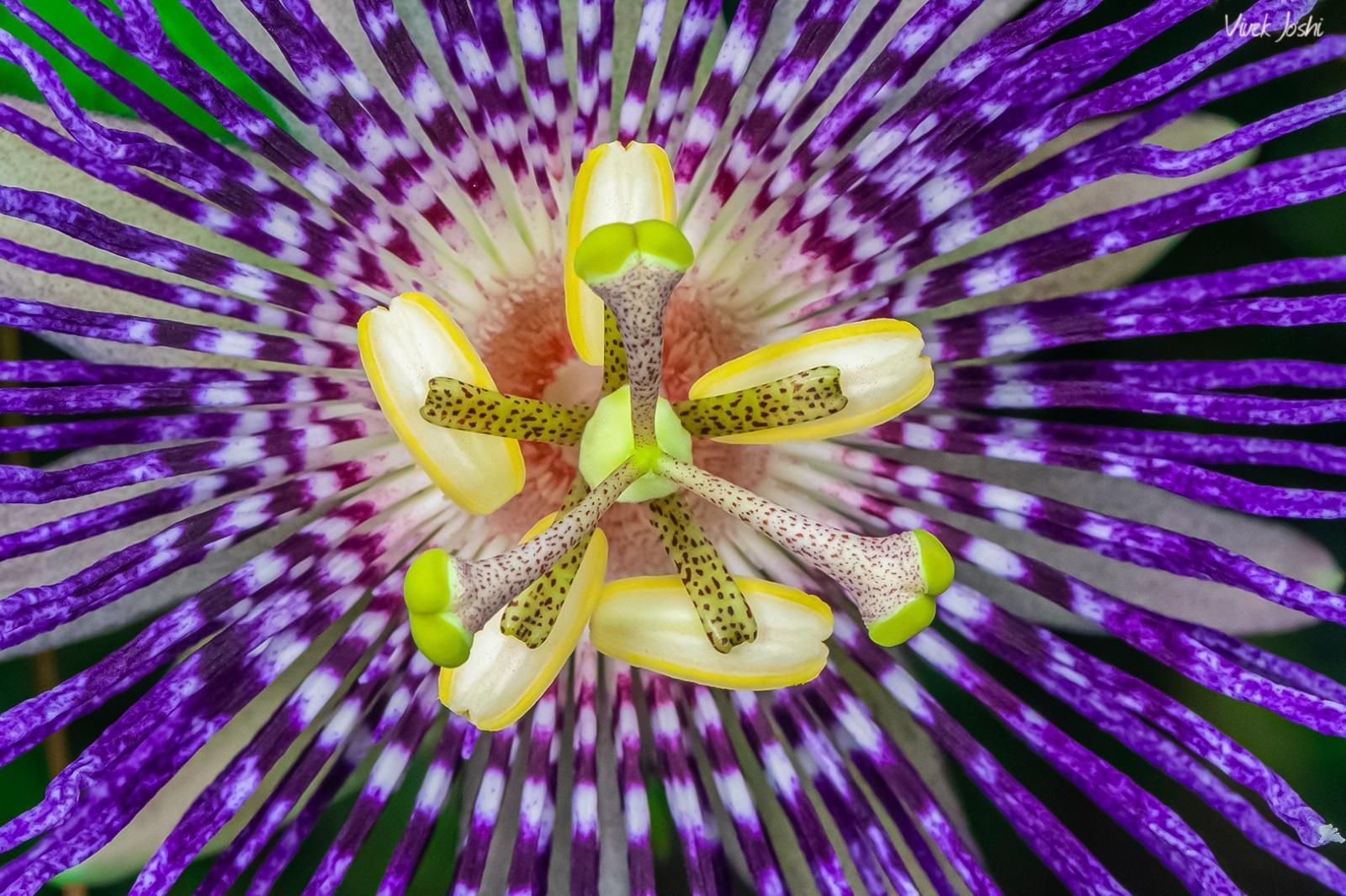Passion Flower by Vivek Joshi