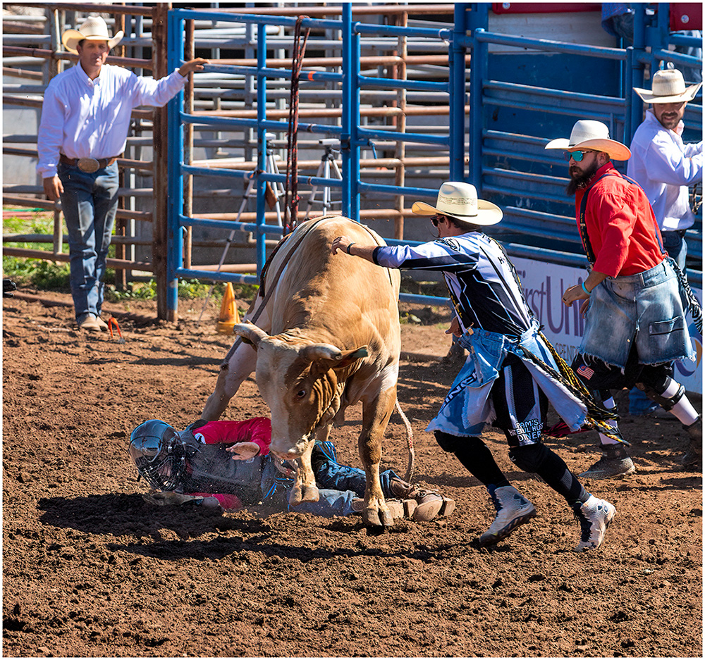 Bull Wins Again by Ward Conaway