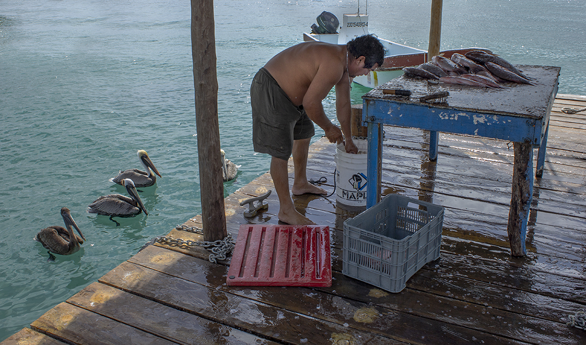 Patient Pelicans by Leslie Larson