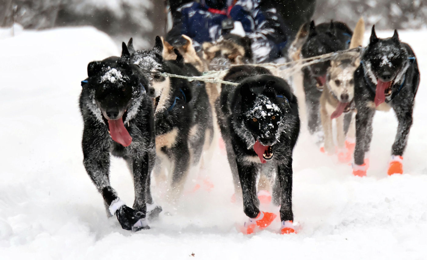 Iditarod 2026